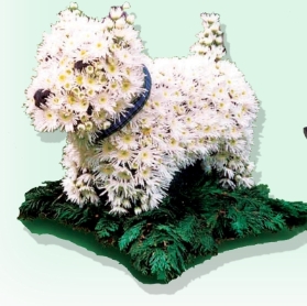 Specialist Tribute   Scottie Dog   White chrysanthemums